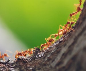 Diese 5 Tipps helfen gegen fliegende Ameisen in deiner Wohnung