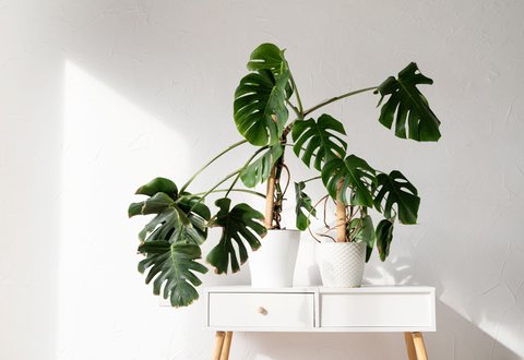 burle marx philodendron Philodendron 'Burle Marx' 10"
