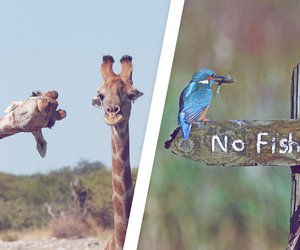 Comedy Wildlife Photography Awards: Diese Tierfotos machen garantiert gute Laune