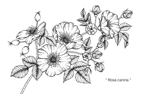 21 Vorlagen für dein Blumen-Tattoo