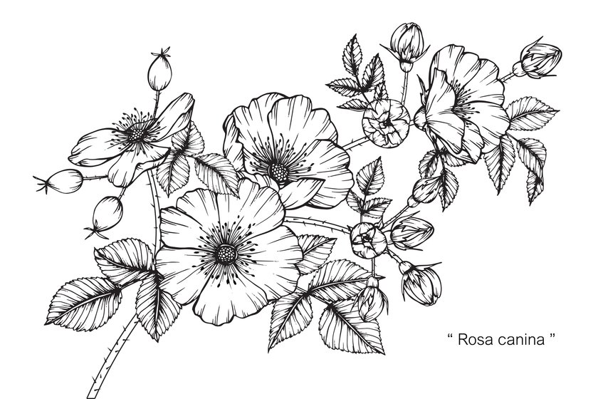 Blumen-Tattoo-Vorlage 6