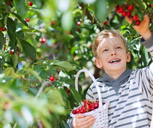 Kann man Kirschen einfrieren? So klappt es am besten