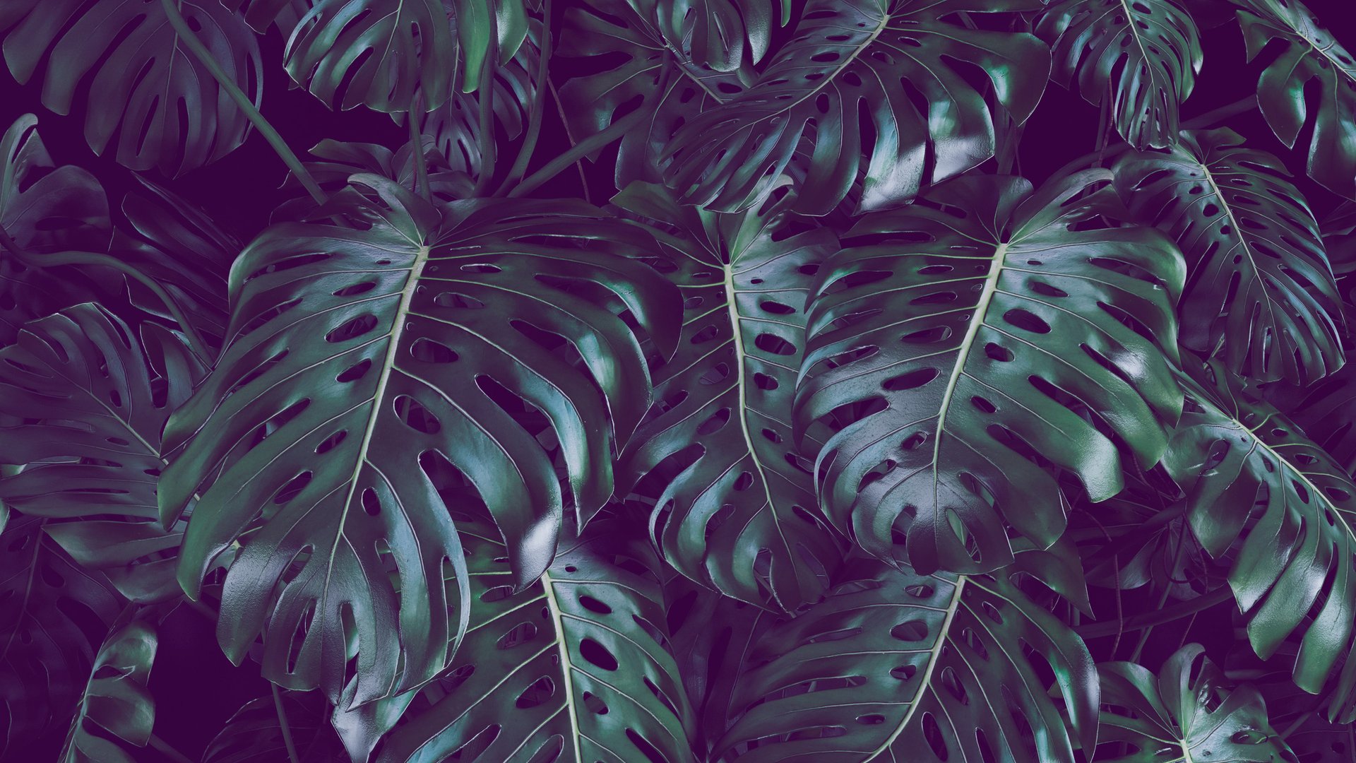 So-bringst-du-deine-Monstera-gesund-und-lebend-durch-den-Winter