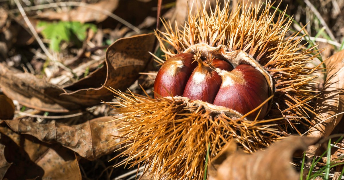 Kastanien einpflanzen So wird aus einer kleinen Kastanie ein Baum
