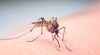 Knoblauch, Vitamin B & Co: Welche Ernährung schützt vor Mücken?
