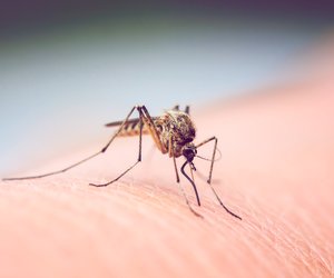 Knoblauch, Vitamin B & Co: Welche Ernährung schützt vor Mücken?