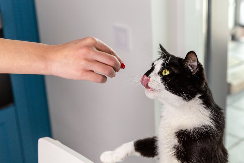 Eine Katze wird von Hand gefüttert.