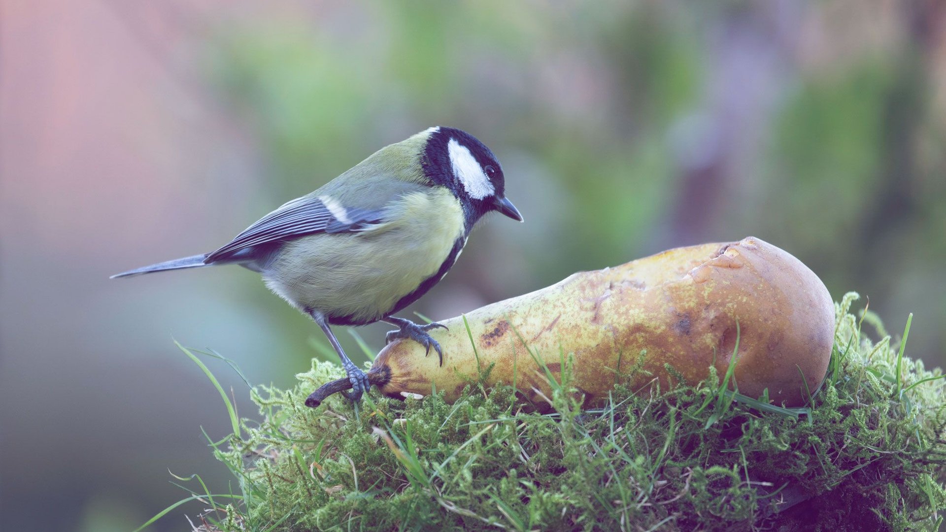 Diese-zwei-Fr-chte-solltest-du-im-Juli-unbedingt-in-den-Garten-legen