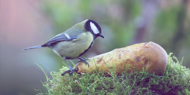 Warum du diese zwei Früchte im Juli in deinen Garten legen solltest