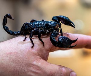 Traumdeutung Skorpion: Das sind die häufigsten Botschaften