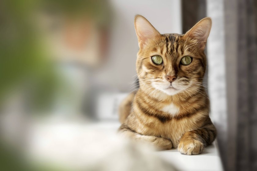 Bengalkatze auf der Fensterbank ruhend