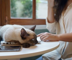 Warum deine Katze deinen Laptop so liebt: Die überraschenden Gründe für ihre Vorliebe
