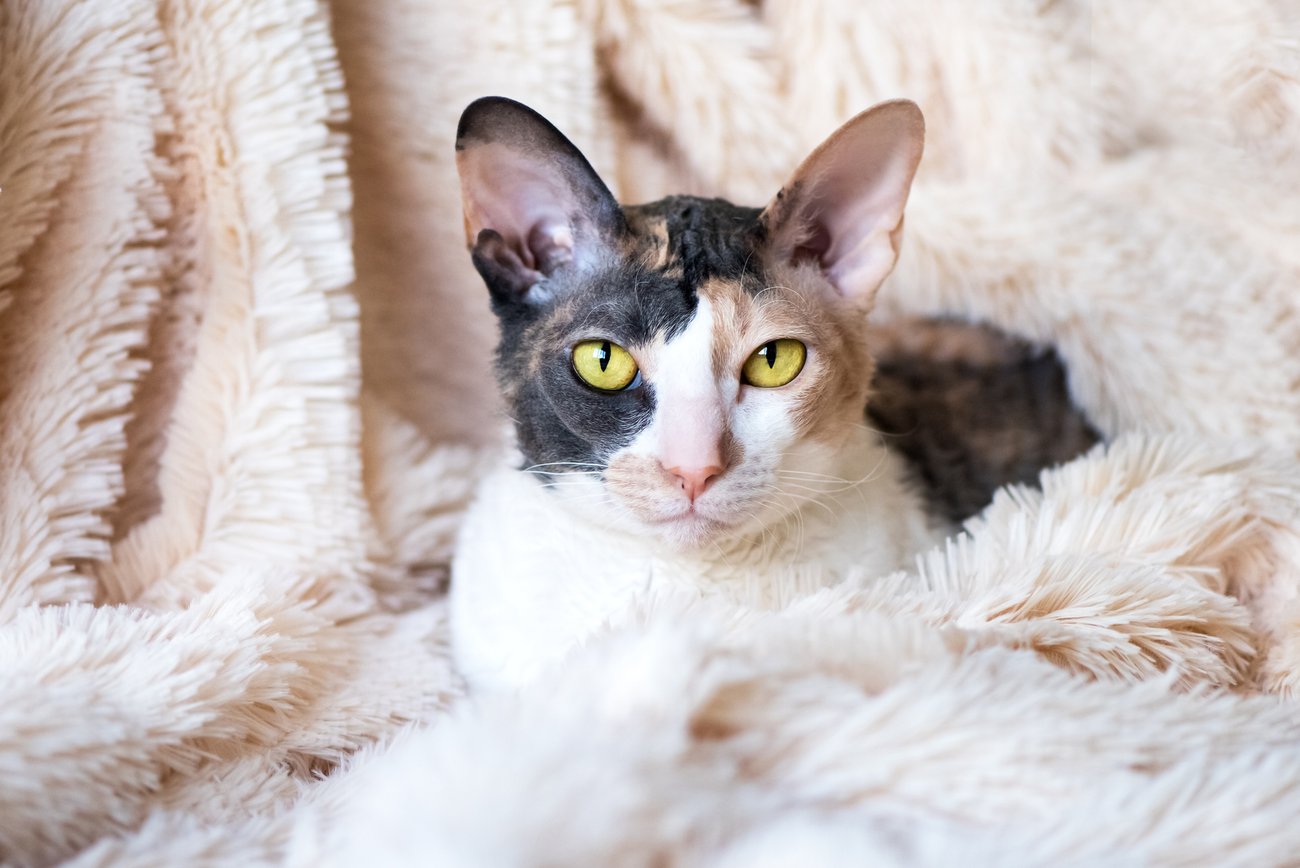 Cornish Rex Cornish Rex