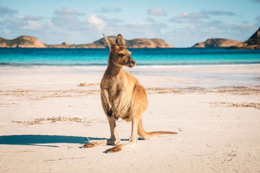 Australien Känguru am Strand