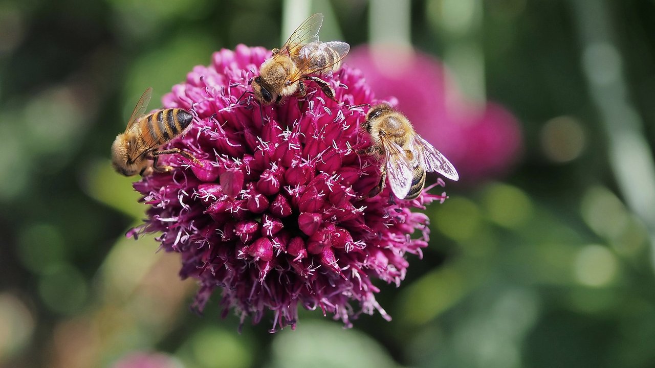 Bienen sind fleißige Bestäuber und in der Regel positive Traumboten.