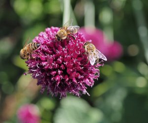 Bienen: Was bedeutet es, wenn wir von diesen Insekten träumen?