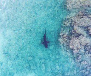Gibt es auf Mallorca Haie? Das solltest du für deinen Urlaub wissen