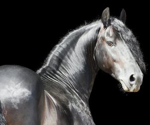 Pferdequiz - Wie gut kennst Du Dich mit Pferden aus?