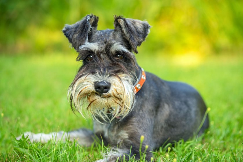 Minischnauzer auf dem Gras