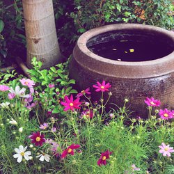Warum Regenwasser der beste Drink für deine Pflanzen ist – Experte gibt Tipps