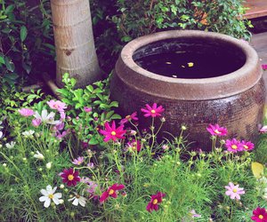 Warum Regenwasser der beste Drink für deine Pflanzen ist – Experte gibt Tipps