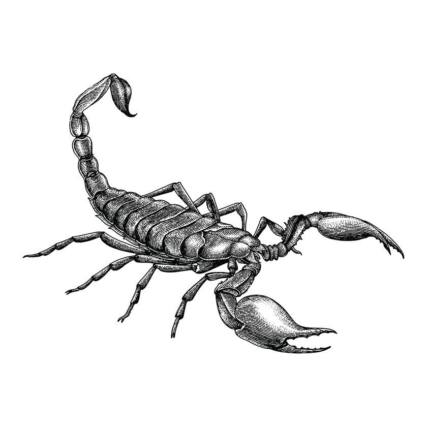 Skorpion-Tattoo Vorlage 4