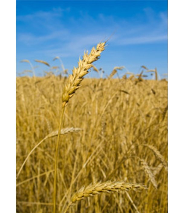 Getreide beinhaltet Gluten Getreide beinhaltet Gluten