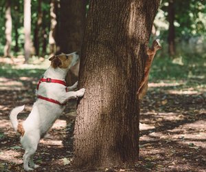 Dein Hund ist verrückt nach Eichhörnchen? Das steckt wirklich hinter seinem Verhalten!