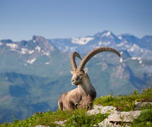 Persönlichkeitstest: Typisch Sternzeichen Steinbock oder doch ganz anders? Teste es jetzt!