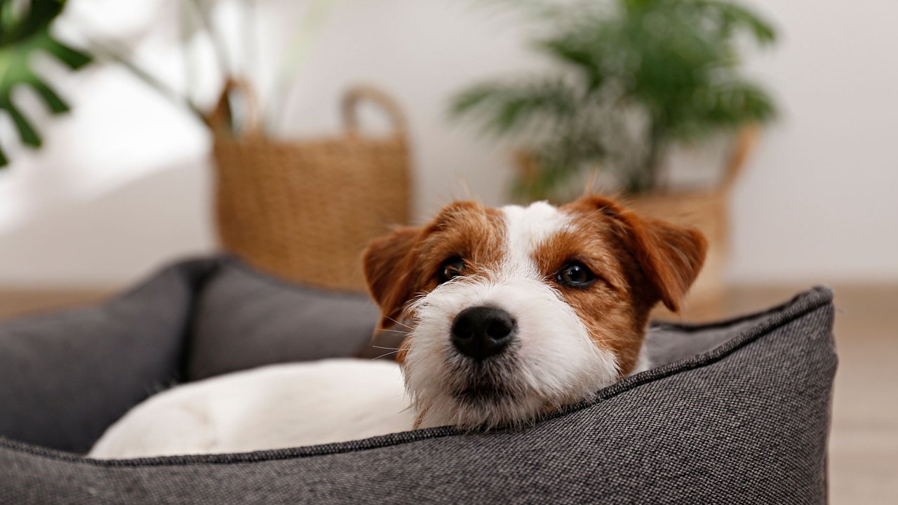 Ein&#x20;Jack&#x20;Russell&#x20;Terrier&#x20;im&#x20;K&#x00F6;rbchen