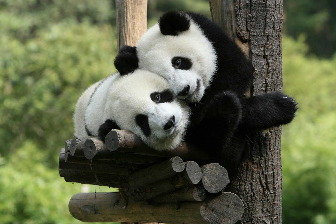 Pandas Pandas