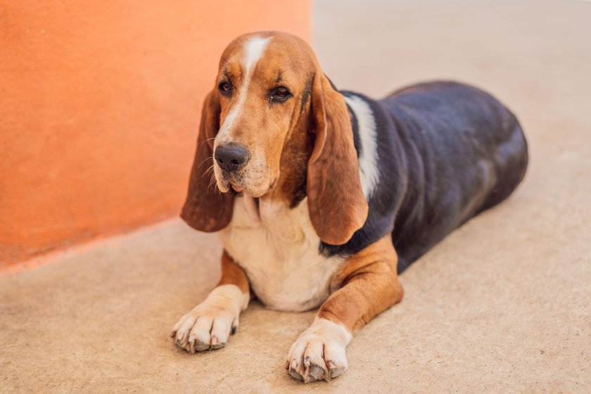 Basset Hound