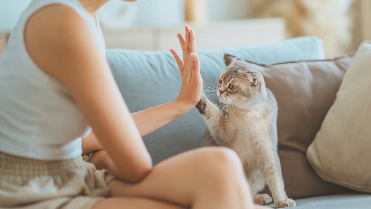 Verstehst du die Körpersprache deiner Katze?