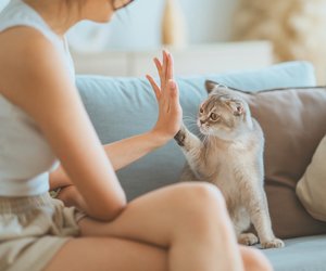 Wenn deine Katze diese Gesten macht, steckt eine Botschaft dahinter