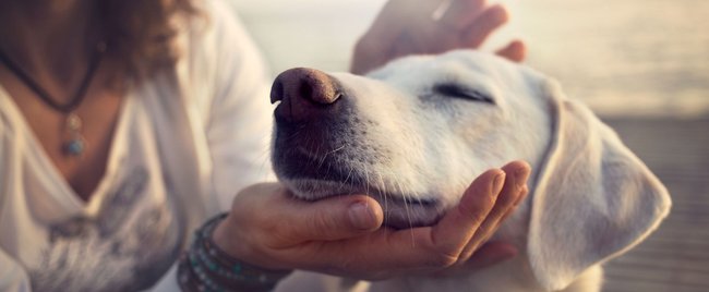 Für zufriedene Fellnasen: Die besten Hunde-Gadgets von Ikea