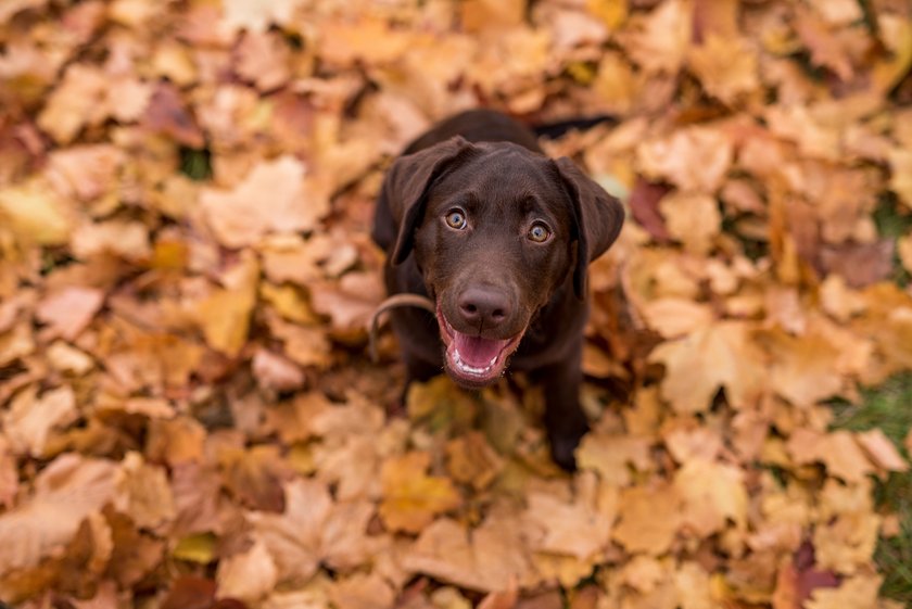 Labrador