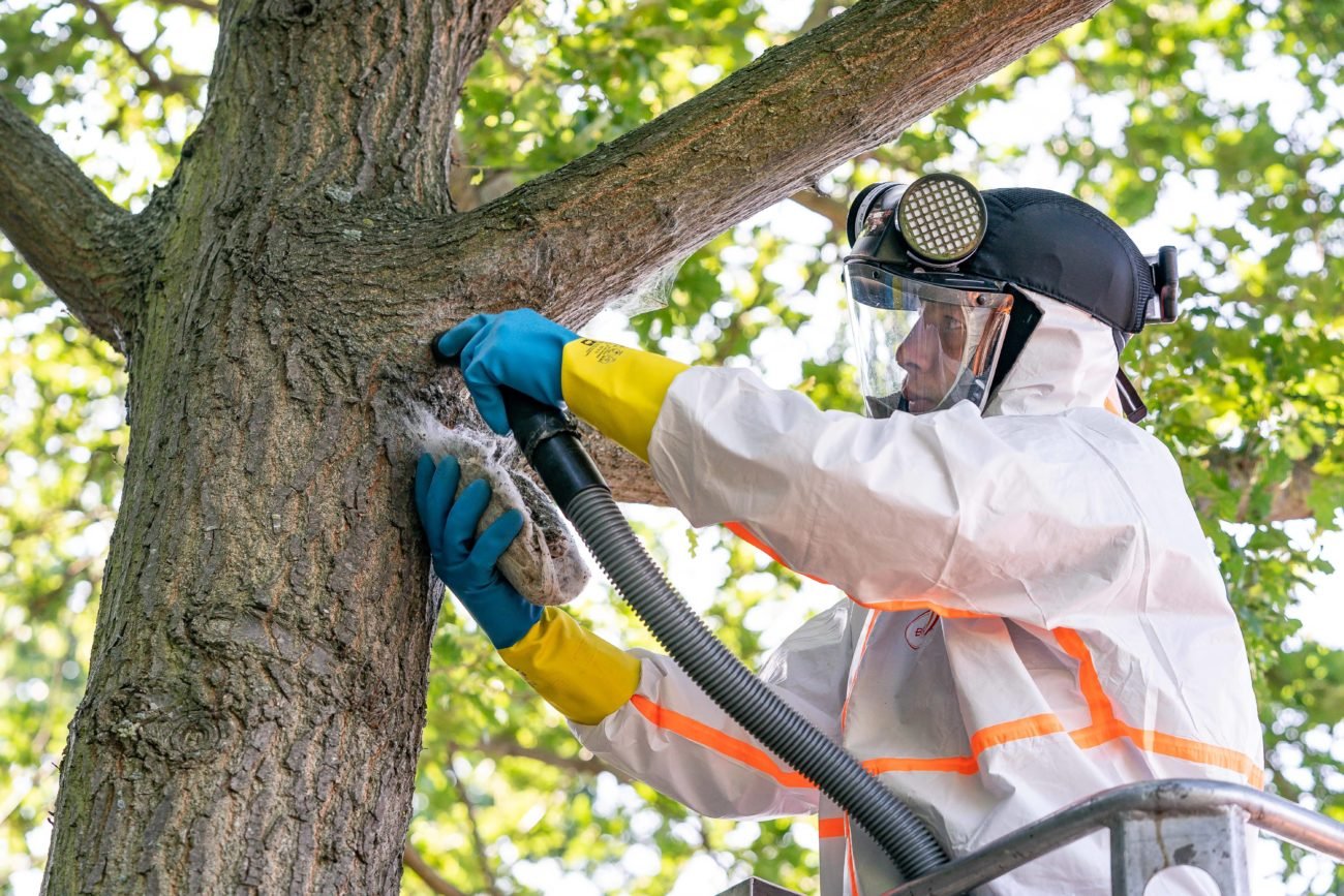 Baumpfleger entfernen Nester des Eichenprozessionsspinners Auf einer ausfahrbaren LKW Arbeitsbühne Baumpfleger entfernen Nester des Eichenprozessionsspinners Auf einer ausfahrbaren LKW Arbeitsbühne