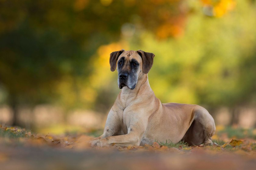 Deutsche Dogge liegt auf dem Boden im Herbst.