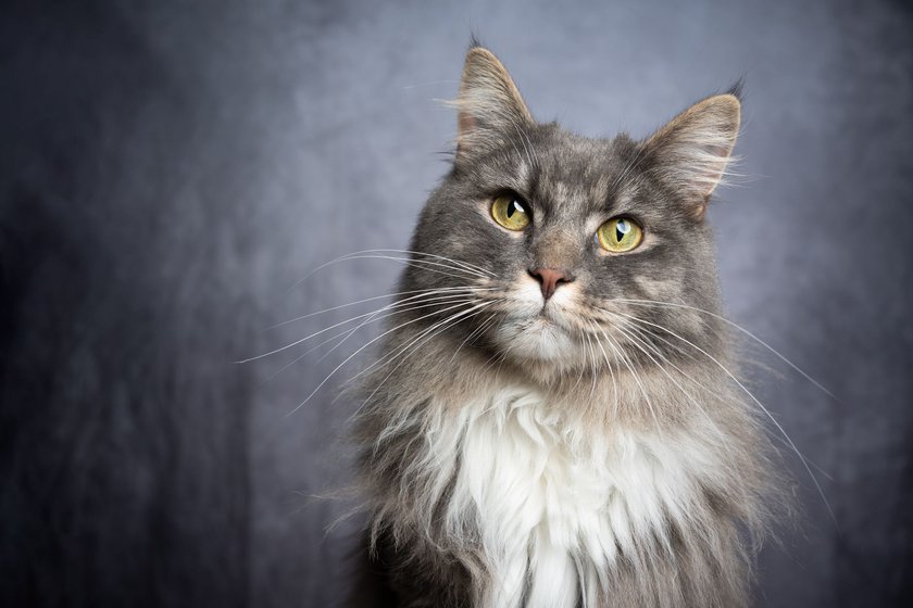 Maine Coon