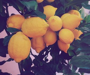 Wie gesund sind Zitronen? Diese Nährstoffe enthält die Zitrusfrucht