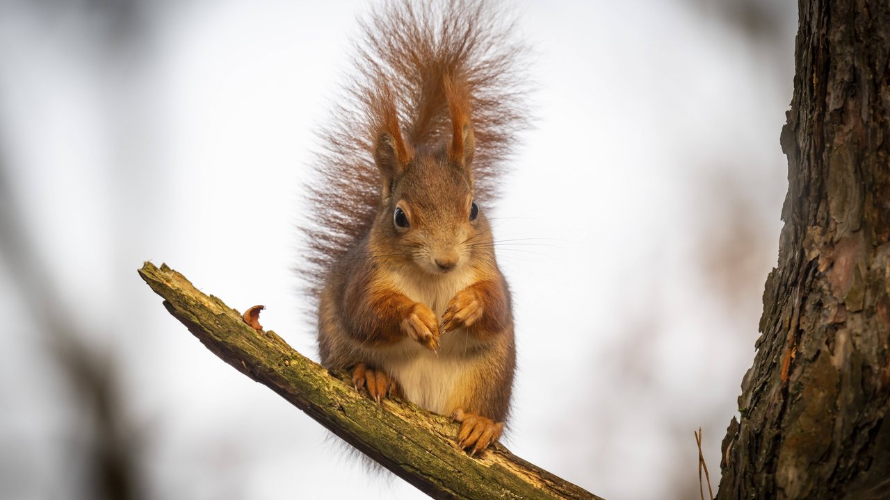 Verspielt oder frech? Eichhörnchen können im Traum vieles bedeuten.