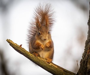 Traumdeutung Eichhörnchen: Was bedeutet es, wenn du von ihnen träumst?