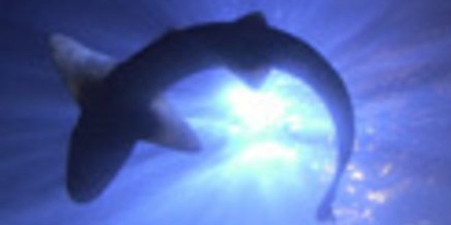 Sealife startet Schulprojekt Sealife startet Schulprojekt