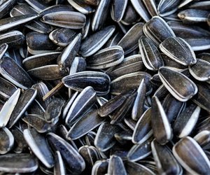 Sonnenblumenkerne schälen: Mit den Tricks klappt es garantiert