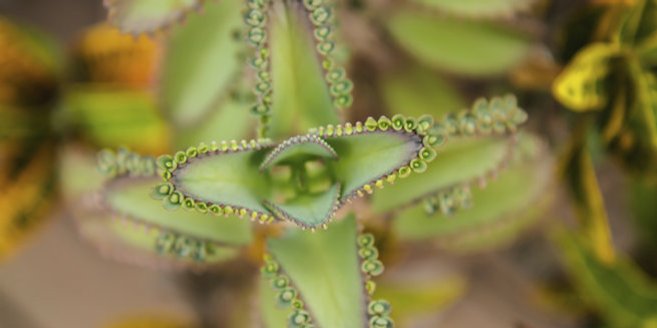 Bryophyllum-Blatt mit Brutknospen Bryophyllum-Blatt mit Brutknospen