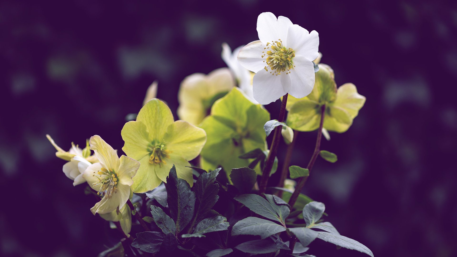 Wie-pflege-ich-eine-Christrose-richtig-Mit-diesen-Hacks-bl-ht-sie-bis-in-den-Februar