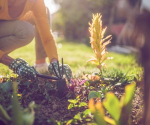 Diese 5 Unkräuter in deinem Garten, haben mehr drauf als du denkst