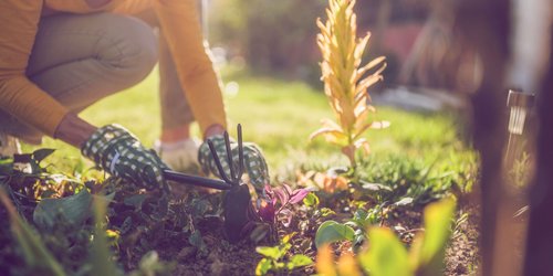 Unkraut im Garten? Diese 5 Arten sind wertvoller als du denkst (nicht entsorgen!)