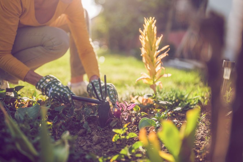 Close up image of  senior woman gardening in her yard. She is using rake while   planting a flower.