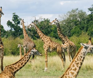 Magisches Kenia: 4 Tipps für eine unvergessliche Reise